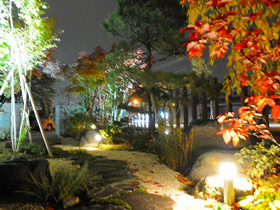 ライトアップが映えるコハウチワカエデの庭
